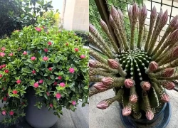 5 loại hoa đẹp đến mấy cũng không nên tùy tiện trồng trong nhà, nhiều gia đình đang mắc phải, đặc biệt là số 1