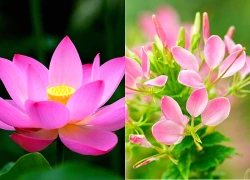 Đúng ngày mai, thứ Năm 13/8/2026, 3 con giáp chịu ảnh hưởng của Hung Tinh Kiếp Tài, sự nghiệp lao dốc, tiền tài hao hụt