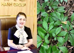 Huy động 1.300 tỷ đồng trồng sâm, nữ Chủ tịch Tập đoàn Mỹ Hạnh sắp hầu tòa