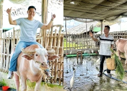 Màn "chào khách" độc lạ của trâu và đàn cò ở Cồn Sơn