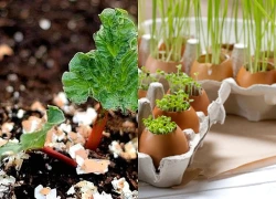 Người có kinh nghiệm trồng cây lâu năm khuyên chôn trứng cạnh gốc: Đây là lý do