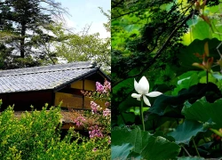 Thăm Korakuen - một trong ba khu vườn đẹp nhất Nhật Bản