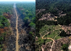 Brazil: Tình trạng bảo tồn rừng Amazon cải thiện đáng kể trong năm 2026
