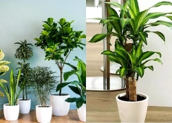 Đặt cây trong nhà để chiêu tài: 3 vị trí đại kỵ nhiều người vô tình mắc phải, cây dễ héo úa, phản tác dụng