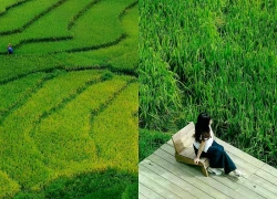 Mùa lúa xanh ở "ngôi làng đẹp nhất châu Á" tại Việt Nam