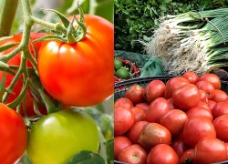 Nghiên cứu mới phát hiện ăn cà chua có thể mang lại lợi ích bất ngờ cho gan