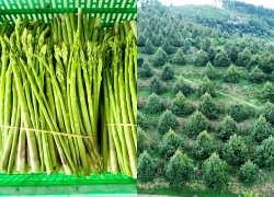 Phát triển du lịch từ mùa trái ngọt và văn hóa Raglai ở Khánh Hòa