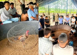 Triệt phá sới gà do hai vợ chồng cầm đầu ở Tây Ninh