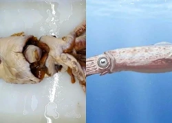 Phát hiện loài mực hoàn toàn mới từ mẫu vật bị bỏ quên 70 năm trong bảo tàng