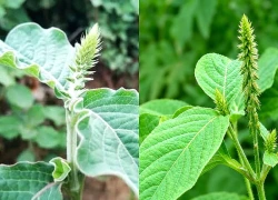 Rễ cỏ xước có tác dụng chữa bệnh gì?