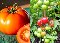 Cà chua tốt nhưng 8 nhóm người này nên hạn chế ăn kẻo "hối hận"
