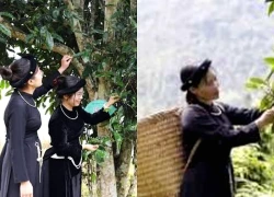 Đánh thức tiềm năng vùng chè Shan tuyết Đồng Phúc (Thái Nguyên)