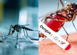 Sốt xuất huyết gia tăng tại Trung Mỹ
