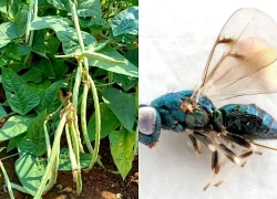 Cây đậu đũa cũng biết 'gọi cứu viện' để ong tiêu diệt sâu hại