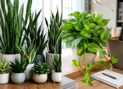5 cây phù hợp nhà ít nắng, dễ chăm lại giúp gia chủ đón may mắn