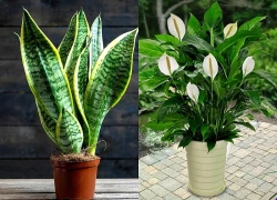 5 loại cây trồng trong nhà giúp lọc không khí hiệu quả