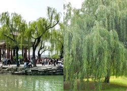 Hàng trăm nghìn cây xanh ở Bắc Kinh bất ngờ trở thành nguồn gây ô nhiễm