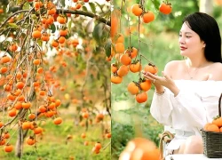 Mùa hồng chín trên cao nguyên Mộc Châu