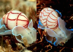 Ốc biển nhỏ mang chiếc 'vỏ trang sức' với những đường viền đỏ độc đáo