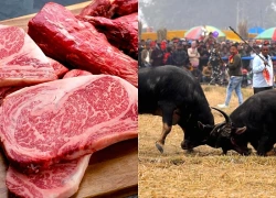 Xuất khẩu thịt trâu - ngành công nghiệp tỷ USD đang thăng hoa của Ấn Độ