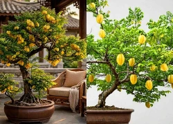 3 cây cảnh cho quả ngon ngọt, trồng ở ban công nhà phố, níu hồn quê, dưỡng tâm an, giữ sung túc, đủ đầy