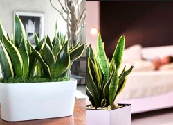 Bí mật công dụng của cây lưỡi hổ đối với sức khỏe và vị trí đặt cây tăng sinh khí
