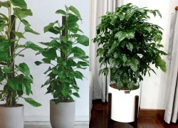 3 loại cây phong thủy đón tài lộc, cực kỳ dễ chăm
