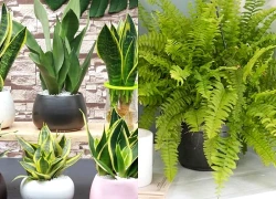 5 loại cây mang âm khí nặng, tiêu tán của cải không nên trồng