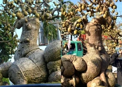 Cây ăn quả quen thuộc thành bonsai lạ, vừa đẹp vừa phong thuỷ