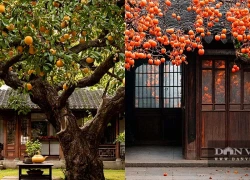 Cây cảnh cát tường người giàu thích nhất, thu về đẹp như tranh, gia đình 100 năm viên mãn ngọt ngào
