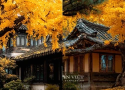 Cây cảnh trấn trạch đệ nhất người giàu coi trọng, biểu tượng mùa thu sung túc, vàng rơi trong sân, lộc vào tới cửa