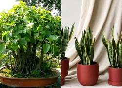 Cây xanh trong phong thủy được xem là yếu tố giúp trừ tà, hóa giải âm khí nhờ yếu tố này