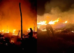 Cháy rừng đe dọa quần thể đười ươi tại Kalimantan
