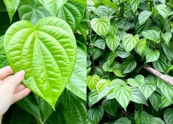 Tác dụng bất ngờ, ý nghĩa và cách bài trí cây trầu không trước nhà mang lại bình an không phải ai cũng biết