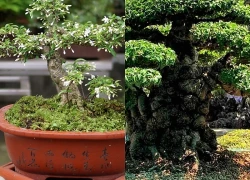 Loại cây phong thủy tỏa hương quanh năm, giúp trấn giữ long mạch được săn lùng