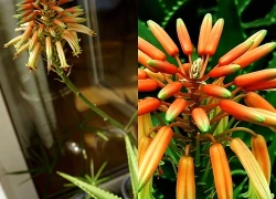 Loài hoa ngàn năm nở một lần, gia chủ ắt phát tài rực rỡ