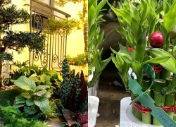 Muốn tài lộc, sức khỏe tốt nên chọn cây và chậu cảnh theo cách sau