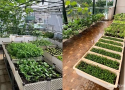 Muốn trồng rau ở ban công, đây là 4 dụng cụ làm vườn thông minh không nên bỏ qua