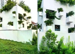 Ngôi nhà dành một nửa diện tích cho nắng, gió và cây xanh