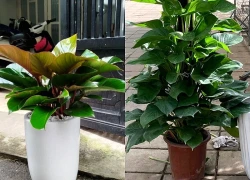 Người mệnh này trồng cây trầu bà, tài lộc nhân đôi, tiền vào như nước chẳng lo nghèo khó