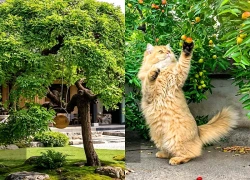 Người xưa dặn: "Chặt bỏ 3 cây cảnh, phá hỏng cả gia tài", giữ lại cây lâu năm là giữ tài lộc, nuôi phúc lành