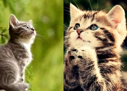 Tử vi tháng 9 của tuổi Mão