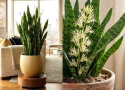 2 mệnh hợp trồng cây lưỡi hổ: Cây càng xanh người càng giàu