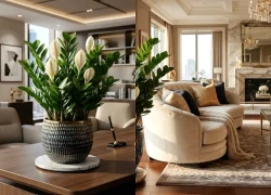 2 mệnh không nên trồng kim tiền kẻo rơi hết tài lộc