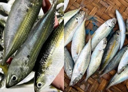 3 bộ phận của cá vừa bẩn và độc