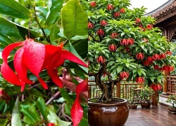3 cây cảnh vượng khí, hoa đỏ hiếm lạ, người giàu thích nhất, trồng trong nhà chiêu tài, trấn trạch, an gia