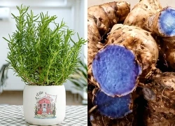 3 hương thơm trong nhà giúp cải thiện phong thủy gia đình