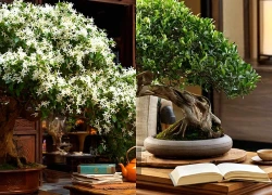 4 cây cảnh bonsai có hương thơm bền bỉ, ngọt lành, càng nuôi càng vượng, rước lộc vào nhà, giữ tâm bình lặng