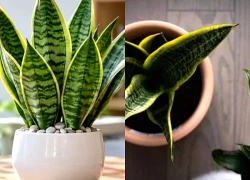 4 tuổi con giáp thích hợp trồng cây lưỡi hổ phong thủy ở bàn làm việc