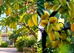 4 tuổi con giáp trồng cây khế tốt về phong thủy